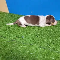 Chocolate and white male 2, a male Miniature Dachshund for sale in Walnut Grove, MS – 9 of 9