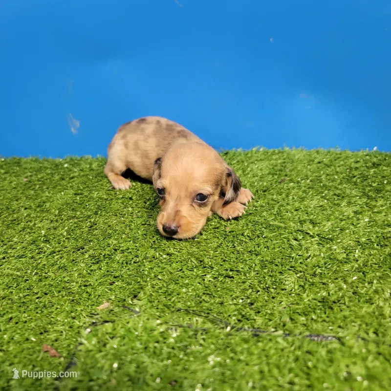 Brown male 2 – Miniature Dachshund puppy for sale in Walnut Grove, MS