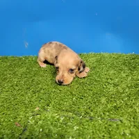 Brown male 2, a male Miniature Dachshund for sale in Walnut Grove, MS – 1 of 6
