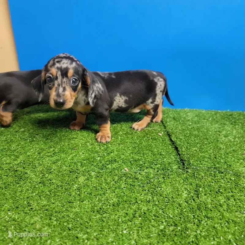 Silver dapple male 2 – Miniature Dachshund puppy for sale in Walnut Grove, MS