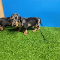 Silver dapple male 2, a male Miniature Dachshund for sale in Walnut Grove, MS – 1 of 5