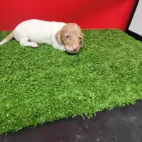 White and tan female , a male Miniature Dachshund for sale in Walnut Grove, MS – 5 of 7