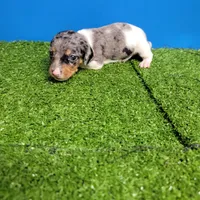 Silver dapple and white male , a male Miniature Dachshund for sale in Walnut Grove, MS – 3 of 9