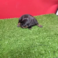 Black-and-tan longhair female , a female Miniature Dachshund for sale in Walnut Grove, MS – 4 of 7