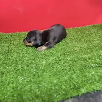 Black-and-tan female , a female Miniature Dachshund for sale in Walnut Grove, MS – 4 of 8