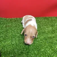 White and tan female , a male Miniature Dachshund for sale in Walnut Grove, MS – 5 of 9