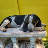 Male 1, a male Bluetick Coonhound for sale in Walnut Grove, MS – 3 of 7