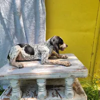 Female 4, a female Bluetick Coonhound for sale in Walnut Grove, MS – 5 of 6