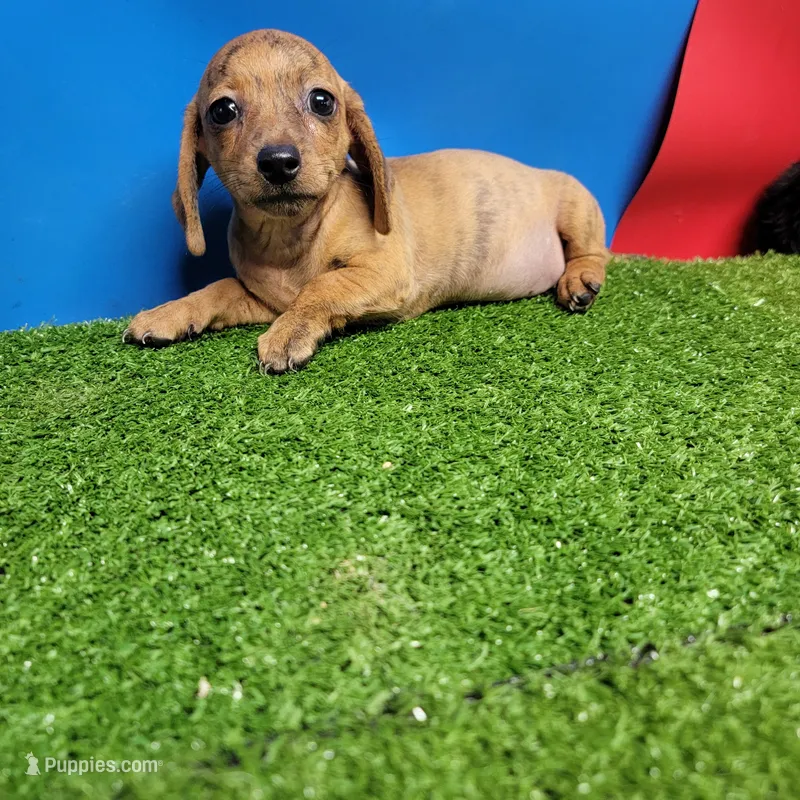 Tan female  – Miniature Dachshund puppy for sale in Walnut Grove, MS