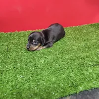 Black-and-tan female , a female Miniature Dachshund for sale in Walnut Grove, MS – 7 of 8