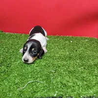 Black and white female , a female Miniature Dachshund for sale in Walnut Grove, MS – 2 of 6