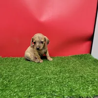 Tan female , a female Miniature Dachshund for sale in Walnut Grove, MS – 8 of 9
