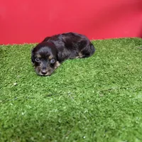 Black-and-tan longhair female , a female Miniature Dachshund for sale in Walnut Grove, MS – 6 of 6