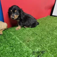 Black-and-tan longhair , a female Miniature Dachshund for sale in Walnut Grove, MS – 4 of 6