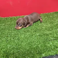 Chocolate and tan female (Dark Chocolate), a female Miniature Dachshund for sale in Walnut Grove, MS – 5 of 6