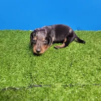 Silver dapple male 2, a male Miniature Dachshund for sale in Walnut Grove, MS – 5 of 7