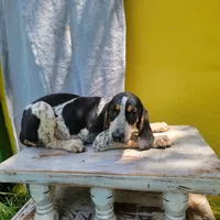 Female 5, a female Bluetick Coonhound for sale in Walnut Grove, MS – 3 of 7