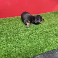 Black-and-tan female , a female Miniature Dachshund for sale in Walnut Grove, MS – 5 of 8