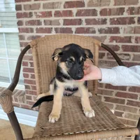 Black-and-tan smooth coat female , a female German Shepherd Dog for sale in Walnut Grove, MS – 3 of 10