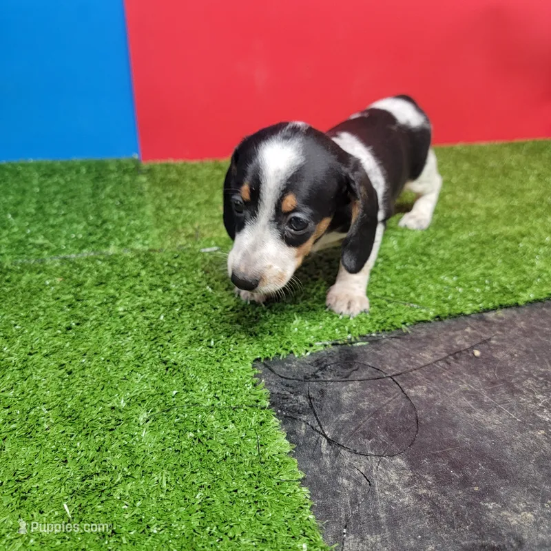 Black and white male  – Miniature Dachshund puppy for sale in Walnut Grove, MS
