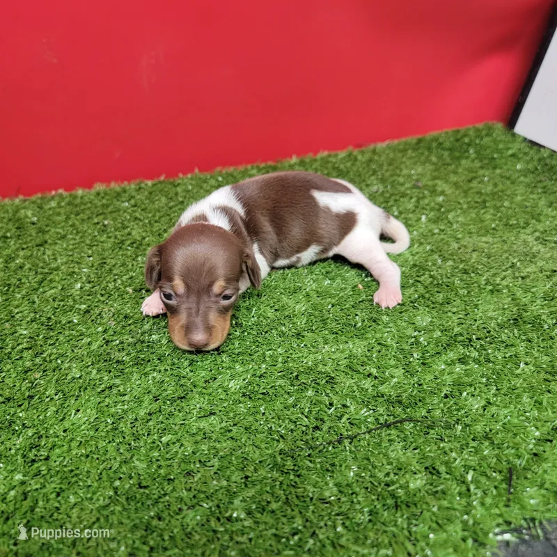 Chocolate and white female  – Miniature Dachshund puppy for sale in Walnut Grove, MS