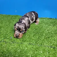 Silver Dapple male 1, a male Miniature Dachshund for sale in Walnut Grove, MS – 8 of 9