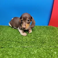 Chocolate and white male 1, a male Miniature Dachshund for sale in Walnut Grove, MS – 6 of 7