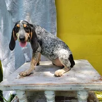 Female 1, a female Bluetick Coonhound for sale in Walnut Grove, MS – 5 of 5