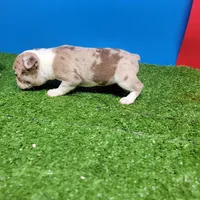 Boston 2 female , a female Boston Terrier for sale in Walnut Grove, MS – Photo 7 of 9