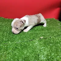 Boston 2 female , a female Boston Terrier for sale in Walnut Grove, MS – Photo 9 of 9