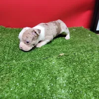 Boston 2 female , a female Boston Terrier for sale in Walnut Grove, MS – Photo 5 of 9