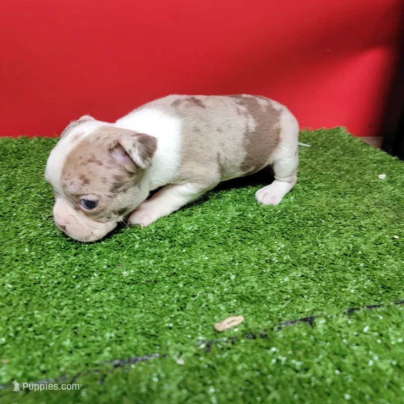 Boston 2 female  – Boston Terrier puppy for sale in Walnut Grove, MS
