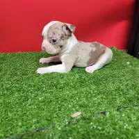 Boston 2 female , a female Boston Terrier for sale in Walnut Grove, MS – Photo 3 of 9