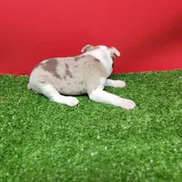 Boston 2 female , a female Boston Terrier for sale in Walnut Grove, MS – Photo 2 of 9