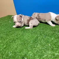 Boston 2 female , a female Boston Terrier for sale in Walnut Grove, MS – Photo 6 of 9