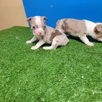 Boston 2 female , a female Boston Terrier for sale in Walnut Grove, MS – Photo 8 of 9