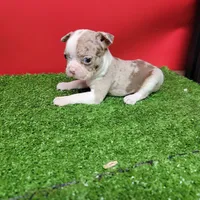 Boston 2 female , a female Boston Terrier for sale in Walnut Grove, MS – Photo 4 of 9