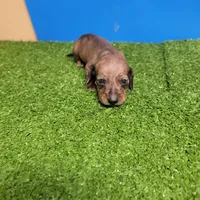 Brown male 1, a male Miniature Dachshund for sale in Walnut Grove, MS – 3 of 7
