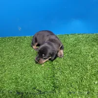 Black and tan male 2, a male Miniature Dachshund for sale in Walnut Grove, MS – 4 of 8