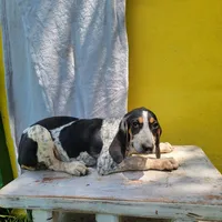 Female 5, a female Bluetick Coonhound for sale in Walnut Grove, MS – 2 of 7