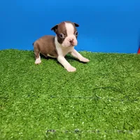 Boston 2 male , a male Boston Terrier for sale in Walnut Grove, MS – Photo 3 of 10