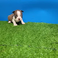 Boston 2 male , a male Boston Terrier for sale in Walnut Grove, MS – Photo 4 of 10