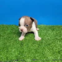Boston 2 male , a male Boston Terrier for sale in Walnut Grove, MS – Photo 10 of 10