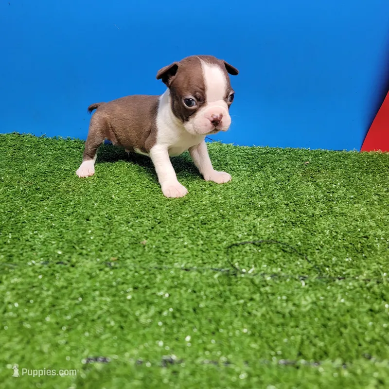Boston 2 male  – Boston Terrier puppy for sale in Walnut Grove, MS
