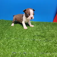 Boston 2 male , a male Boston Terrier for sale in Walnut Grove, MS – Photo 1 of 10