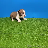 Boston 2 male , a male Boston Terrier for sale in Walnut Grove, MS – Photo 9 of 10