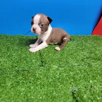 Boston 2 male , a male Boston Terrier for sale in Walnut Grove, MS – Photo 5 of 10