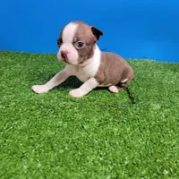 Boston 2 male , a male Boston Terrier for sale in Walnut Grove, MS – Photo 7 of 10