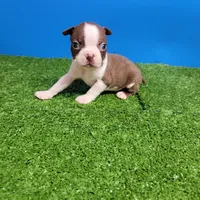 Boston 2 male , a male Boston Terrier for sale in Walnut Grove, MS – Photo 8 of 10