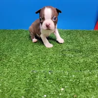 Boston 2 male , a male Boston Terrier for sale in Walnut Grove, MS – Photo 2 of 10